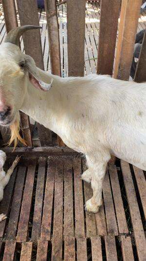 Anak kambing