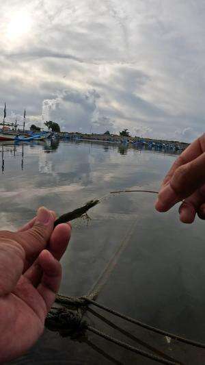 gampang nya menangkap udang
