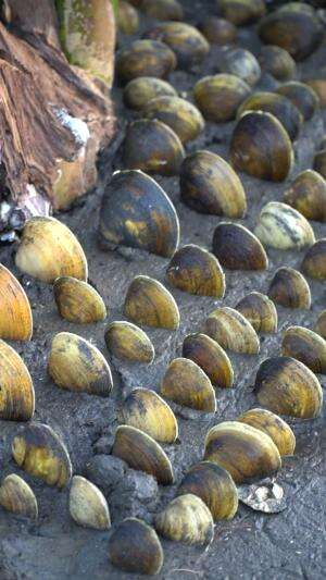 Tips Cara Mencari Kerang Lokan Dimuara Sungai  #kerang #lokan #totok #muara 