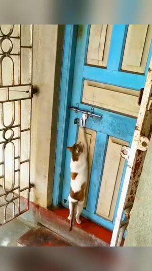 Kucing Buka Pintu #kucinglucu  #Kucing 