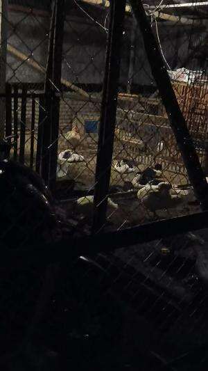 Memantau Situasi Kandang #peternakmuda #menthokjumbo #muscovyduck #urbanfarming 