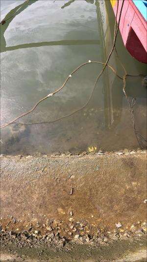 dapet banyak udang kecil🦐 #usa #usareels #newyork #germany #fyp #australia #luksemburg #ingris #belanda #skils #shrimp #fisherman #selandiab