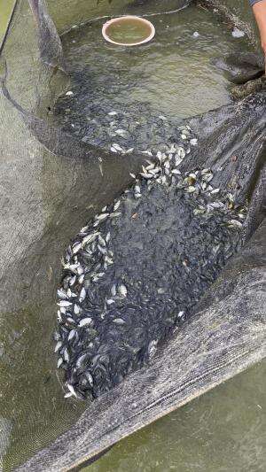 Bibit ikan  nila