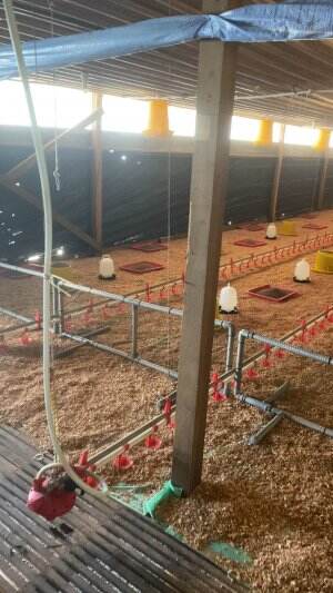 persiapan  #peternakindonesia
  #ayambroiler
 