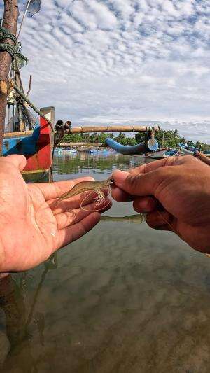 cara saya mancing udang ??