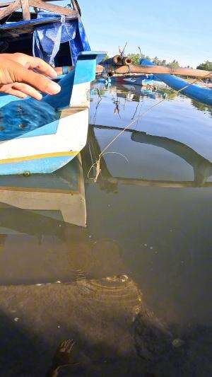 ternyata seperti ini caranya #mancing #fishing #shrimp #udang #nelayan #laut #jaring #ikan #reelsviral #animals #skill #fyp #trending