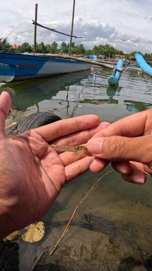 on point #udang #nelayan #laut #jaring #ikan #fbpro #reels #reelsviral #duniaikan #skils #fyp #trending