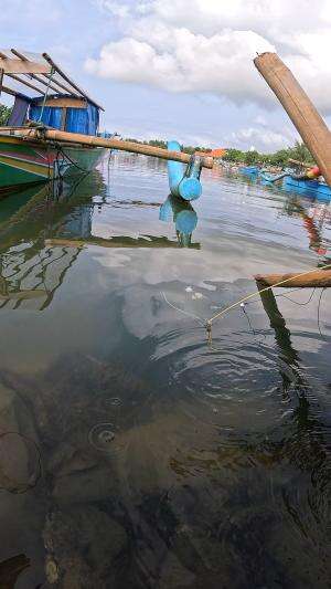 cara jitu #udang #nelayan #laut #jaring #ikan #fbpro #reels #reelsviral #duniaikan #skils #fyp #trending