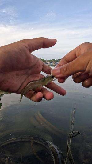 tutorial nangkap udang #mancing #fishing #shrimp #udang #nelayan #laut #jaring #ikan #reelsviral #animals #skill #fyp #trending