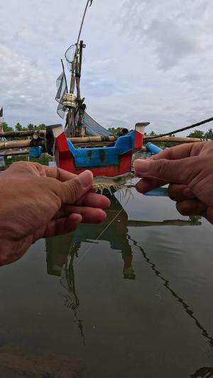 udang besar ditangkap #mancing #fishing #shrimp #udang #nelayan #laut #jaring #ikan #reelsviral #animals #skill #fyp #trending
