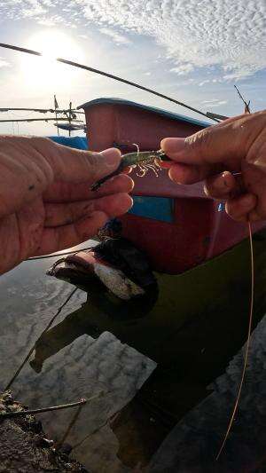 shrimp fishing tutorial #fishing #shrimp #fish #sea #traditional #usareels #UnitedStates #reelsviral #skils #fyp #trending