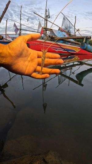 cara tradisional tapi efektif #fishing #shrimp #fish #sea #traditional #usareels #UnitedStates #reelsviral #skils #fyp #trending