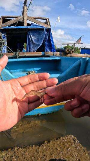 ini dia cara khas daerah kami untuk memancing udang
