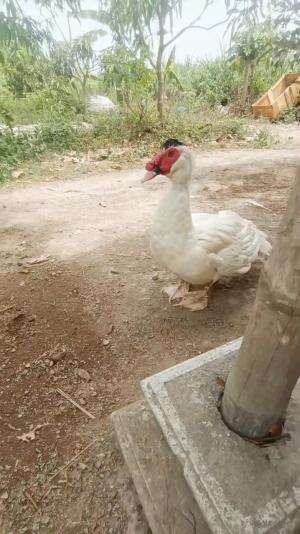 Pacek andalan Kandang Anggoro Kasih # peternakmuda #menthokjumbo #muscovyduck