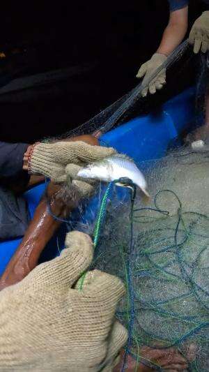 menjaring ikan malah hari dapet ikan kakap berbintik 