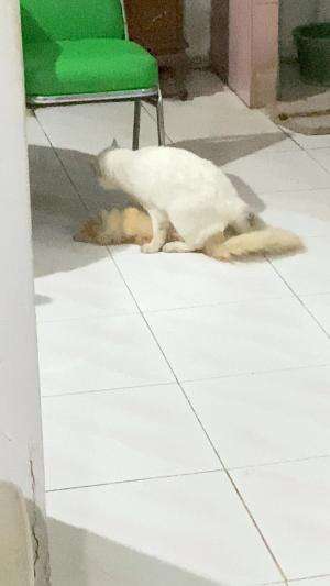 Gimana ini? #Viral  #Kucing  #kawin