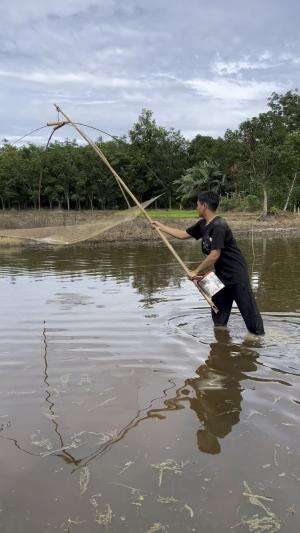 Tidak menyangka disawah ada ikan biawan 