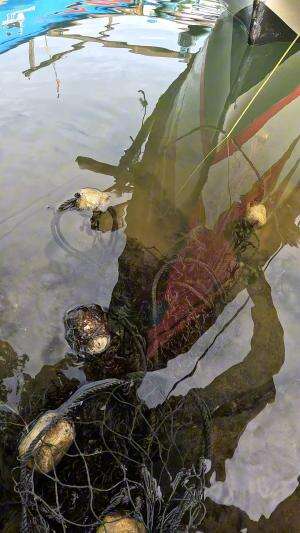 cara cepat mancing udang tradisional #fishing #shrimp #fish #sea #traditional #usareels #UnitedStates #reelsviral #skils #fyp #trending