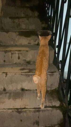 Kucing