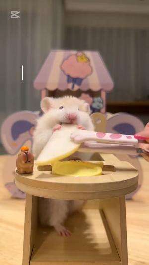 This hamster eats eagerly  #cuteanimals #Masak Segala ASMR #shortplus 