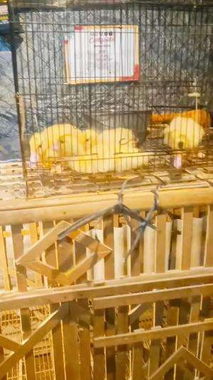 Diharuskan pindah ke kandang pembesaran usia 2 minggu, agar ruang gerak luas..