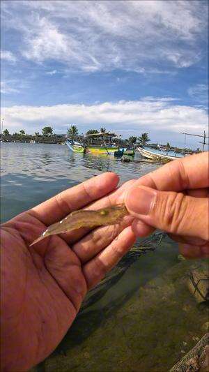 teknik mancing jadul #udang #nelayan #laut #jaring #ikan #fbpro #reels #reelsviral #duniaikan #skils #fyp #trending