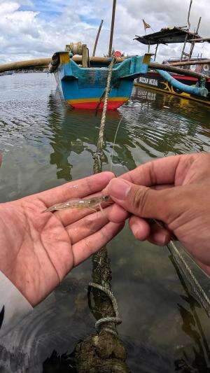 skill nangkap udang #mancing #fishing #shrimp #udang #nelayan #laut #jaring #ikan #reelsviral #animals #skill #fyp #trending