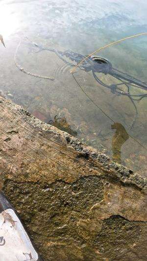 dapet lumayan babon #udang #nelayan #laut #jaring #ikan #fbpro #reels #reelsviral #duniaikan #skils #fyp #trending