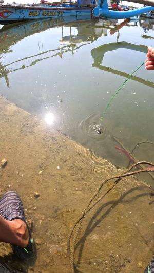 best shrimp fishing technique #fishing #traditional #usa #usareels #UnitedStates #unitedkingdom #denmark #canada