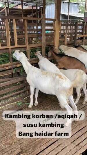 JUAL KAMBING AQIQAH KAMBING KORBAN IDUL ADHA KAMBING PERAH SUSU SEMARANG UTARA