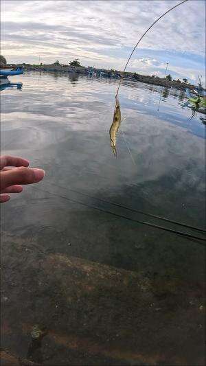 menangkap udang dengan cara jadul