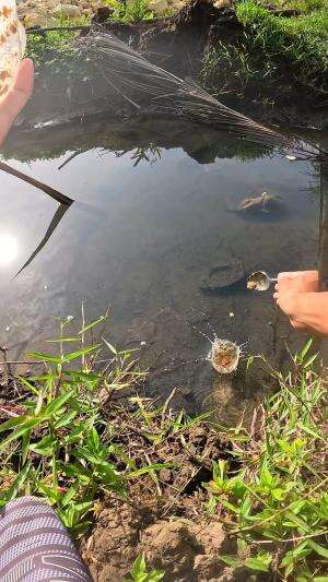 teknik jitu nangkap udang #mancing #fishing #shrimp #udang #nelayan #laut #jaring #ikan #reelsviral #animals #skill #fyp #trending