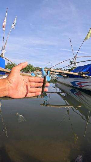mancing udang legendaris #fishing #traditional #usa #usareels #UnitedStates #unitedkingdom #denmark #canada