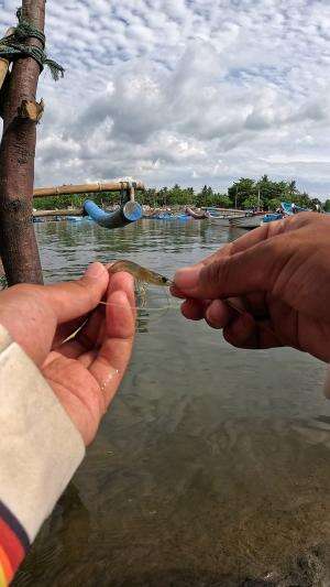 I catch shrimp easily #fishing #shrimp #traditional #usa #usareels #UnitedStates #unitedkingdom #denmark #canada