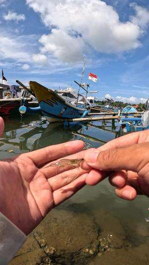 mancing udang teknik #mancing #fishing #shrimp #udang #nelayan #laut #jaring #ikan #reelsviral #animals #skill #fyp #trending