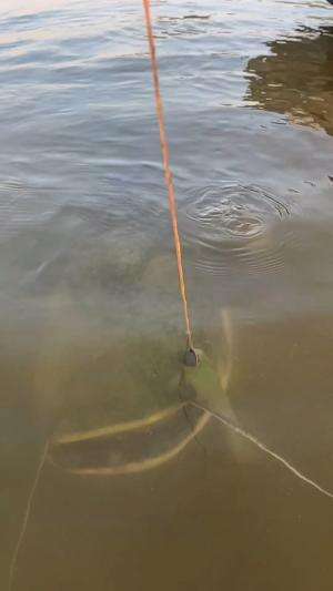 Mancing ikan terbesar ditelaga 