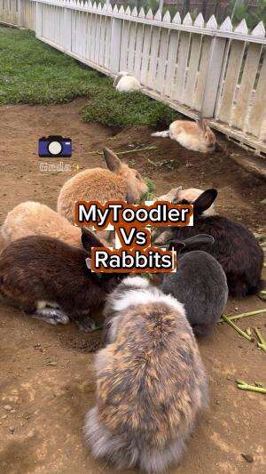 Gemes tapi agak takut buat megang jadinya cuman bisa ngikutin si kelinci aja haha tapi lama lama dia mau pegang 🥰 goodjobmyboy 🫶🏻🫶🏻