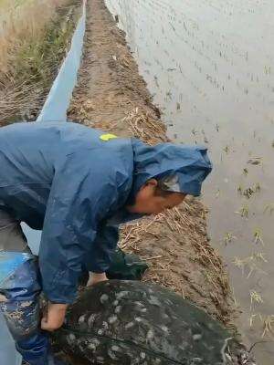 Keren  #