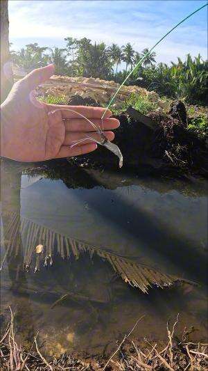 cara yang sangat tradisional #mancing #fishing #shrimp #udang #nelayan #laut #jaring #ikan #reelsviral #animals #skill #fyp #trending