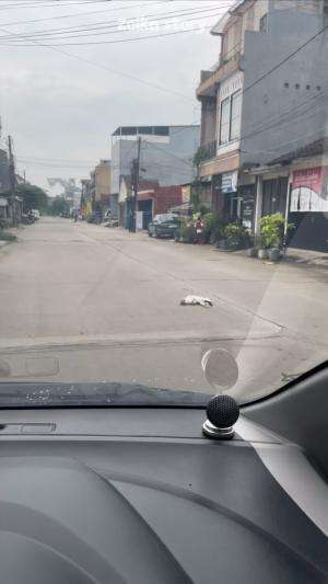 Ayam apa yang suka minta maaf?