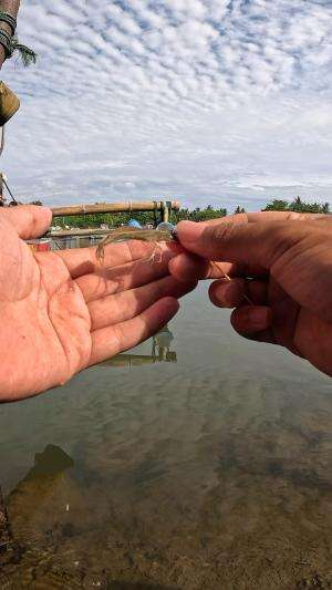 begini cara nangkap udang #fishing #shrimp #fish #sea #traditional #usareels #UnitedStates #reelsviral #skils #fyp #trending