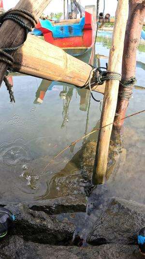 cara mancing tradisional #mancing #fishing #shrimp #udang #nelayan #laut #jaring #ikan #reelsviral #animals #skill #fyp #trending