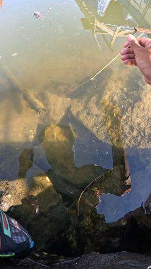 inget waktu kecil suka mancing udang #mancing #fishing #shrimp #udang #nelayan #laut #jaring #ikan #reelsviral #animals #skill #fyp #trendin
