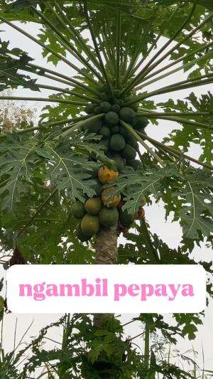 ambil pepaya dulu  #fypシ゚viral   #HOTrctiplus 