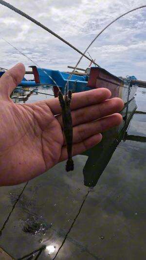 black shrimp #udang #nelayan #laut #jaring #ikan #fbpro #reels #reelsviral #duniaikan #skils #fyp #trending