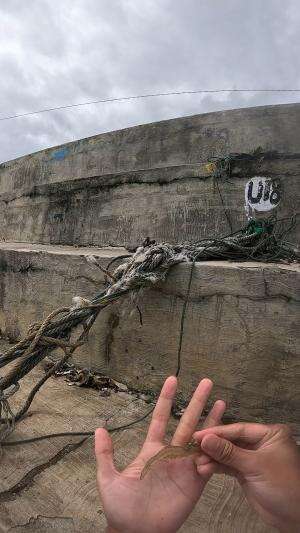 cantel udang #udang #nelayan #laut #jaring #ikan #fbpro #reels #reelsviral #duniaikan #skils #fyp #trending