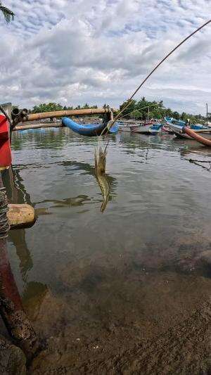 the trick to catch shrimp #fishing #shrimp #traditional #usa #usareels #UnitedStates #unitedkingdom #denmark #canada
