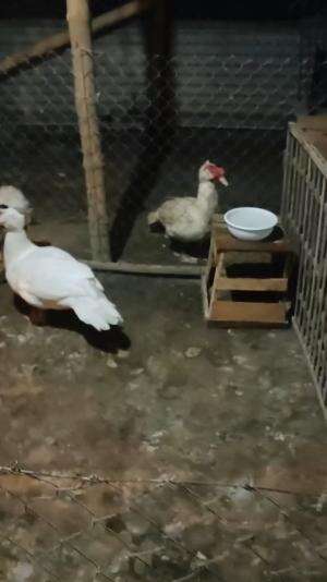 Absen permenthokan dulu bolo. Semangat 