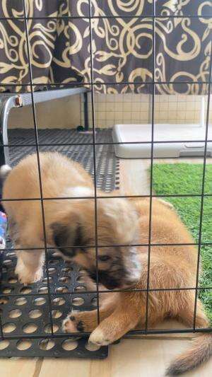 Ku punya anjing  #anjing apa harimau  #dog 