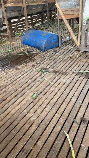 ANAK KAMBING BANYAK TINGKAH MASUK KE TEMPAT PAKAN🤣